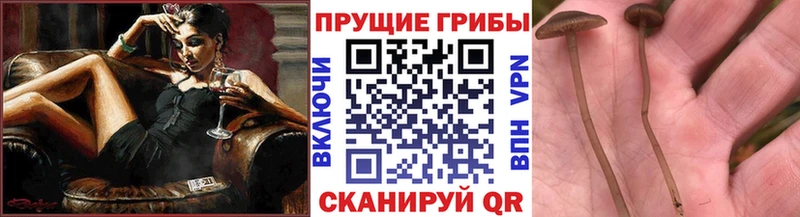 Галлюциногенные грибы MAGIC MUSHROOMS  Яхрома 